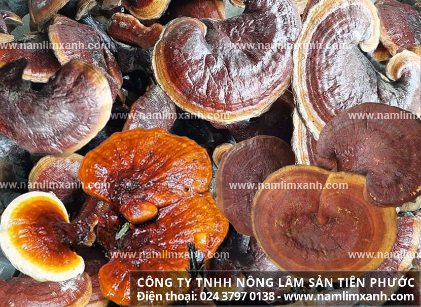 Giá nấm lim xanh tự nhiên chuẩn rừng đúng nấm lim xanh một ký khô loại 1 từ Lào Quảng Nam Tiên Phước