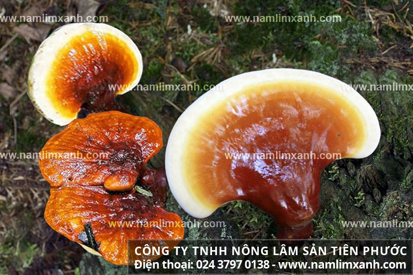 Nấm lim xanh giá rẻ bao nhiêu tiền nấm lim Quảng Nam Tiên Phước rừng tự nhiên tươi khô giả thật