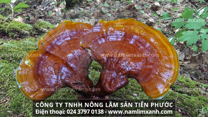 Nấm lim xanh Việt Nam với đặc điểm của nấm lim xanh rừng Quảng Nam