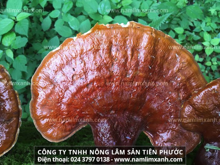 Tác dụng của nấm lim xanh Tiên Phước và cây nấm lim xanh Việt Nam