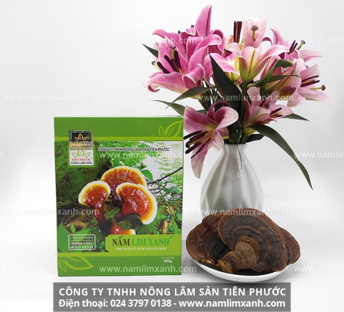 Nấm lim xanh loại Thanh-thiết-bảo-sinh của công ty TNHH Nấm Lim Xanh Việt Nam