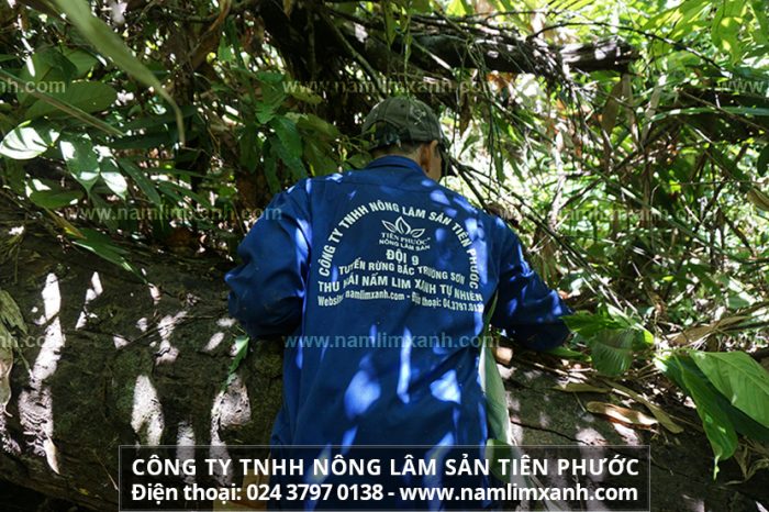 Nhận biết nấm lim xanh rừng tự nhiên của Công ty TNHH Nông lâm sản Tiên Phước