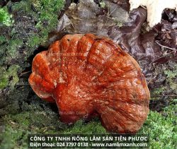 Nấm lim xanh chữa bệnh viêm gan và tác dụng của nấm lim rừng Quảng Nam