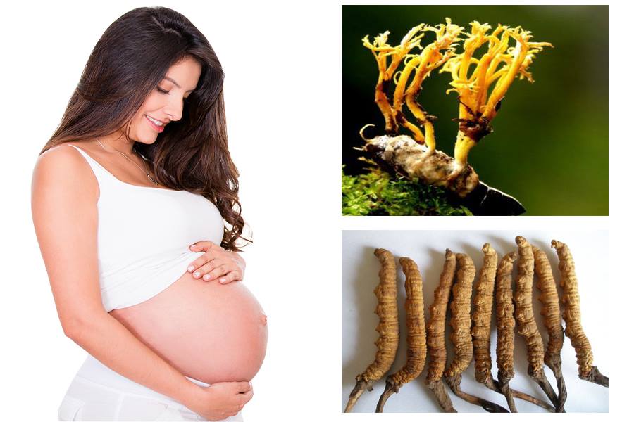 Đông trùng hạ thảo giúp phụ nữ mang thai khỏe mạnh