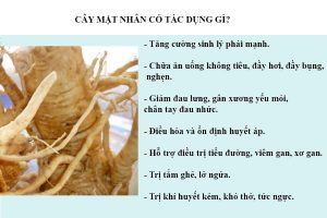 Cây mật nhân có tác dụng gì?