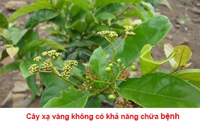 Cây xạ vàng và cây xạ đen đều mang đến vẻ đẹp độc đáo, cùng xem hình ảnh để so sánh sự khác biệt giữa hai loài cây xạ này nhé!