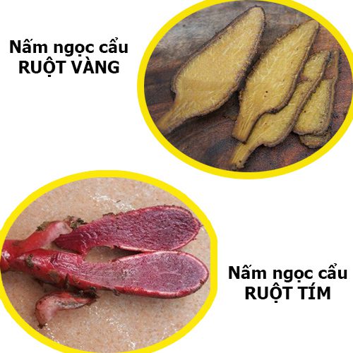 Các loại nấm ngọc cẩu phổ biến hiện nay là nấm ruột tím và nấm ruột vàng