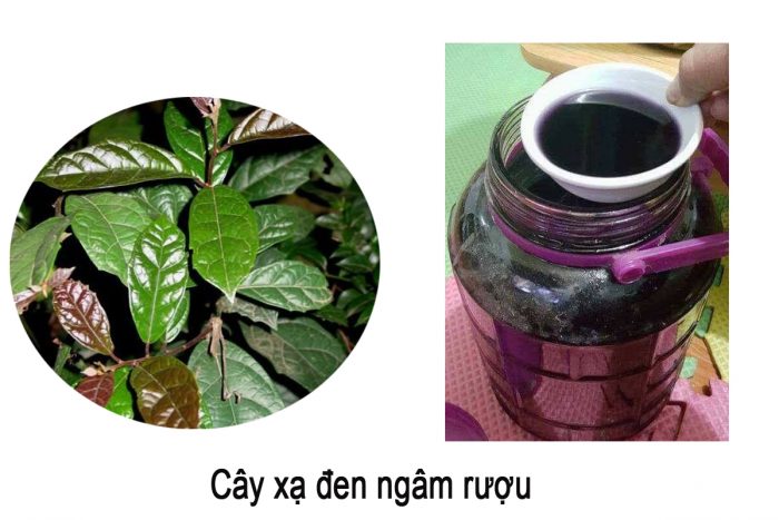 Có những lưu ý nào khi sử dụng cây xạ đen ngâm rượu?