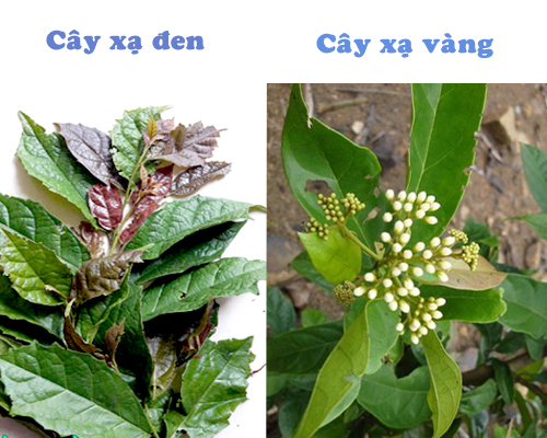 Các cây thuộc họ xạ hương khác có tên gọi là gì?