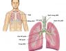 Hóa trị liệu ung thư phổi - Phương pháp chủ lực trong điều trị