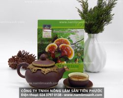 Nấm linh xanh là thành phần quan trọng trong bài thuốc phòng chống ung thư