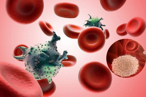Lây nhiễm virus gây bệnh bạch cầu dòng T ở người gây ung thư máu