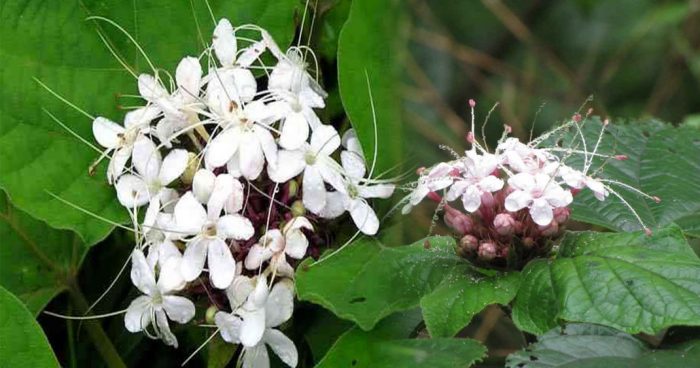 Cây mò hoa trắng có tác dụng gì và giá cây mò hoa trắng ra sao