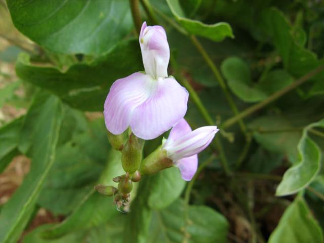 Hoa của cây đậu rựa có màu tím