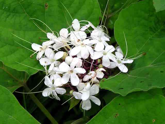 Mò hoa trắng mọc ở đâu và đặc điểm của mò hoa trắng là gì