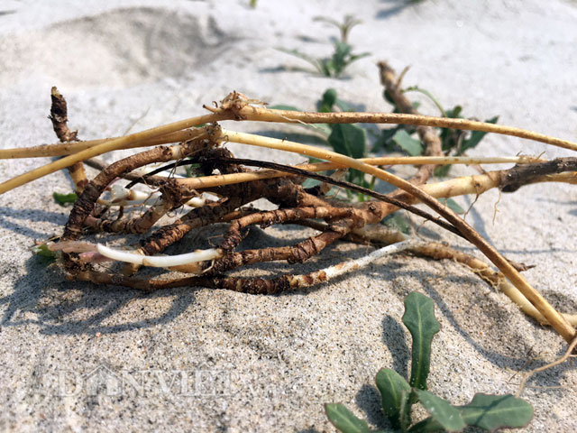 Cây sa sâm thường mọc ở vùng cát ven biển nước ta