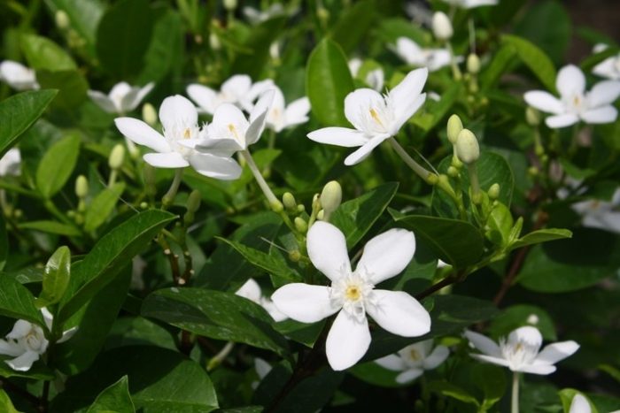 Hoa của cây mộc hoa trắng
