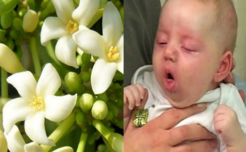 Bài thuốc trị ho, viêm phổi từ hoa cây đu đủ đực có thể áp dụng cho trẻ nhỏ trên 1 tuổi.