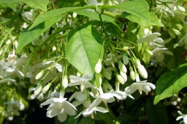 Mộc hoa trắng là gì và đặc điểm nhận biết của mộc hoa trắng