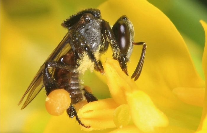 Mật ong rừng do ong thợ tạo ra bằng cách thu thập phấn hoa từ các nguồn hoa dại.