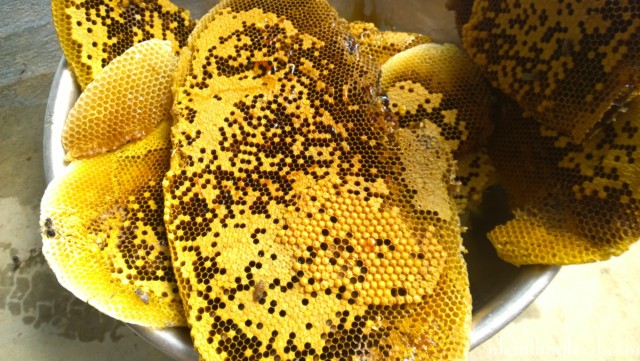Sáp ong rừng có đặc điểm gì và công dụng của sáp ong rừng