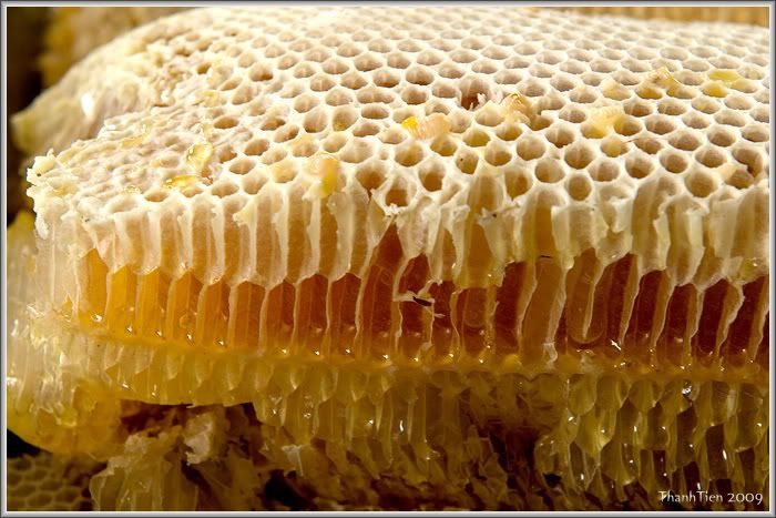 Hình ảnh sáp ong