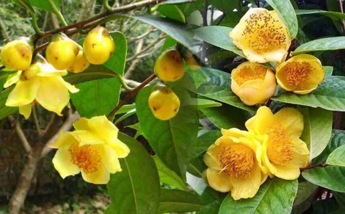 Tác dụng của chè hoa vàng và cách dùng trà hoa vàng chữa bệnh