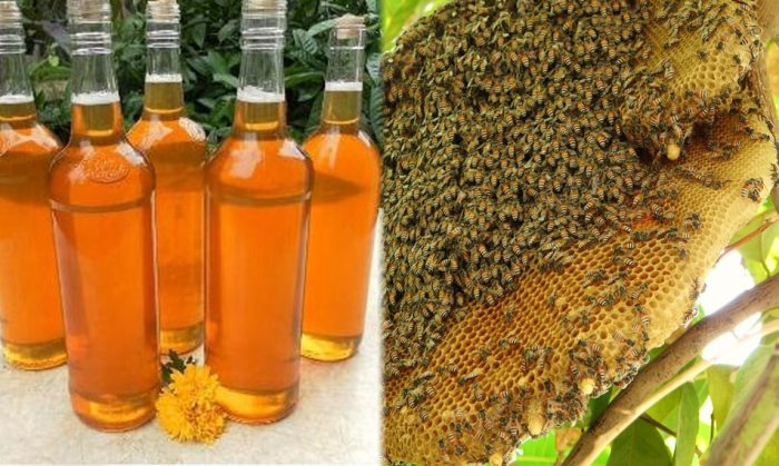 Tác dụng của mật ong rừng và cách dùng mật ong rừng như thế nào