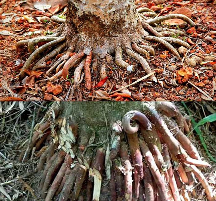 Rễ cau là gì với tác dụng của rễ cau cùng cách dùng rễ cau chữa bệnh