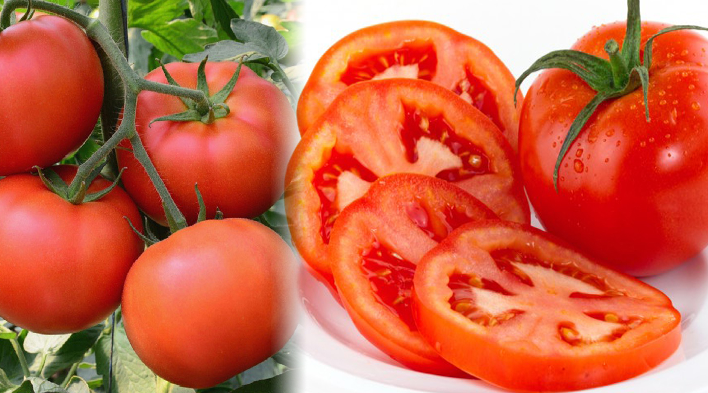 Cà chua và tác dụng của quả cà chua với cách dùng chữa bệnh hiệu quả