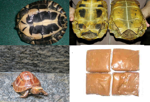 Hình ảnh cao quy bản được làm từ những loại rùa có mai sáng màu