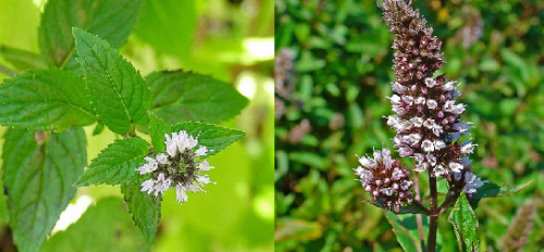 Hoa cây bạc hà có hai màu là trắng hoặc tím