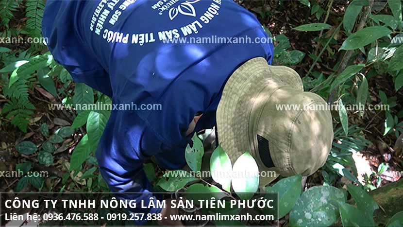 Tác dụng và cách sử dụng của nấm lim xanh chữa bệnh ung thư ra sao?