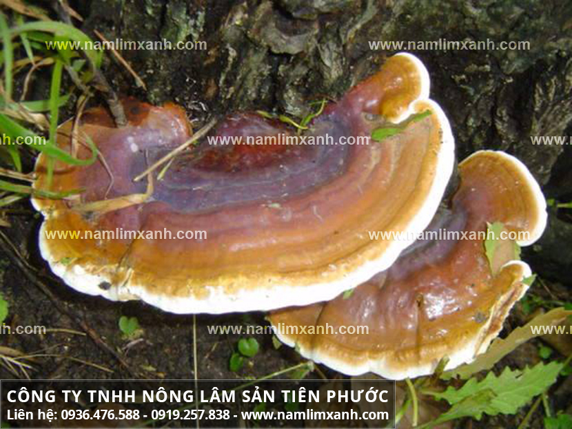 Bán nấm lim xanh Quảng Nam với mua nấm lim rừng tự nhiên ở đâu uy tín?