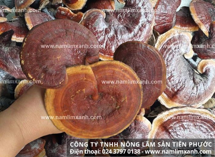Giá nấm lim xanh bao nhiêu tiền 1kg và nơi mua nấm lim xanh uy tín tại TP HCM và Hà Nội