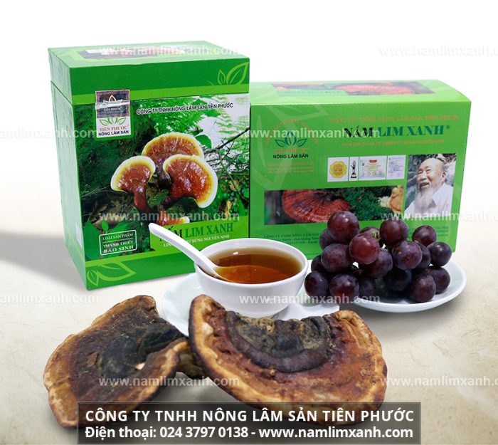 Giá nấm lim xanh của Công ty Tiên Phước đảm bảo cây nấm lim xanh tốt