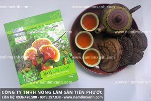 Giá nấm lim xanh của Công ty Tiên Phước đảm bảo cây nấm lim xanh tốt