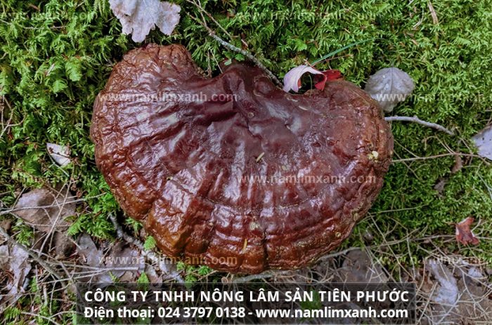 Giá nấm lim xanh Quảng Nam của Nông lâm sản Tiên Phước bao nhiêu 1kg