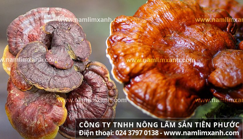 Giá nấm lim xanh Quảng Nam bao nhiêu tiền 1kg?