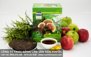 Giá nấm lim xanh rừng tự nhiên của Công ty Nấm lim xanh Tiên Phước