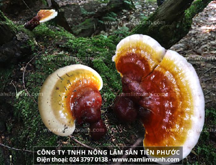 Hình ảnh nấm lim xanh Quảng Nam tự nhiên