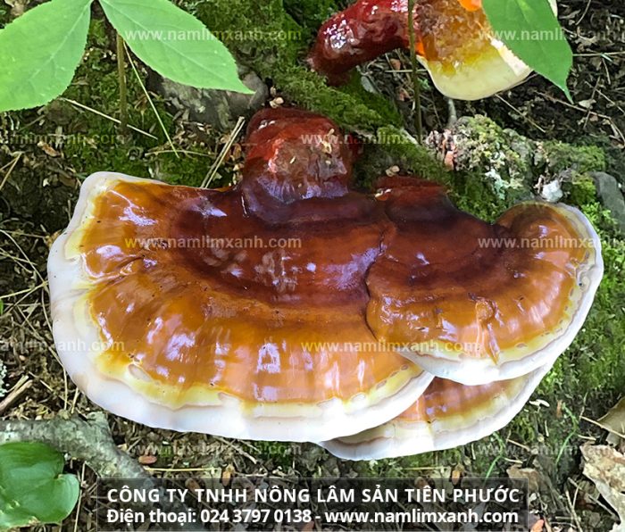 Mua nấm lim xanh ở Hà Nội và giá mua các loại nấm lim rừng tự nhiên
