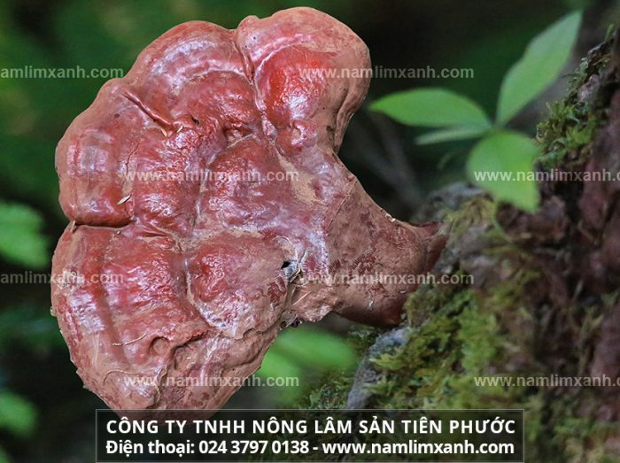 Nấm lim Quảng Nam có tốt không và nhận biết hình ảnh nấm lim rừng
