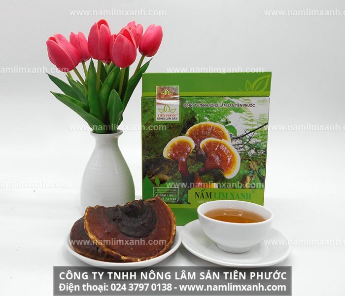 Nấm lim xanh là loại cây đặc hữu chỉ mọc trong rừng nguyên sinh ở Việt Nam và Lào