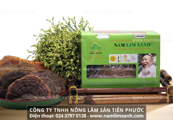 Nấm lim xanh Lào được Công ty Thiên Phước thu hái từ rừng tự nhiên