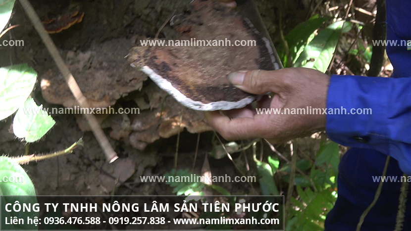 Nấm lim xanh Lào và nấm lim rừng Lào sử dụng như thế nào đúng cách?