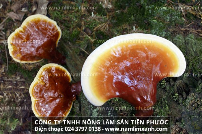 Nấm lim xanh ở Quảng Nam mọc từ đâu với đặc điểm nấm cây lim rừng