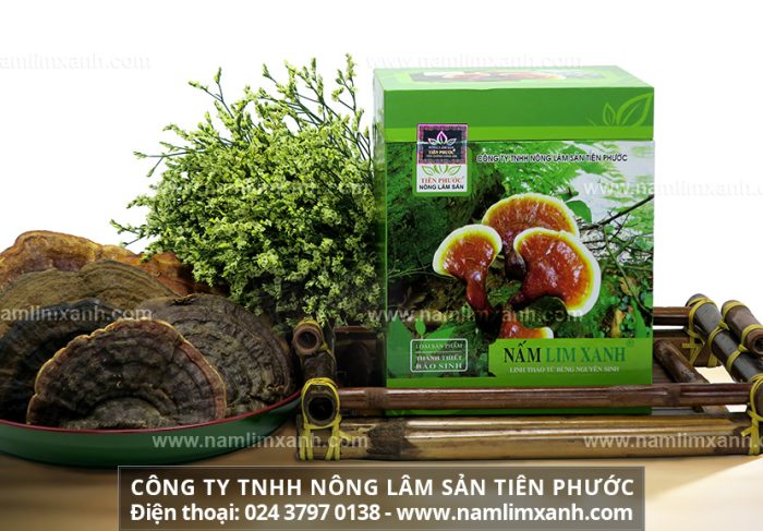 Nấm lim xanh tại Hà Nội và mua nấm cây lim xanh rừng tại Hà Nội ở đâu?