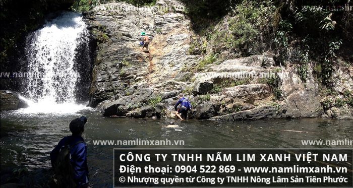 Quá trình khai thác nấm lim xanh Quảng Nam rừng tự nhiên cực kỳ vất vả khắc nghiệt.