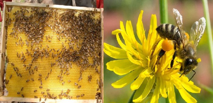 Giá con ong mật và sản phẩm từ ong mật